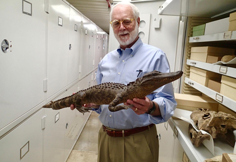 Wayne Clough with a model alligator